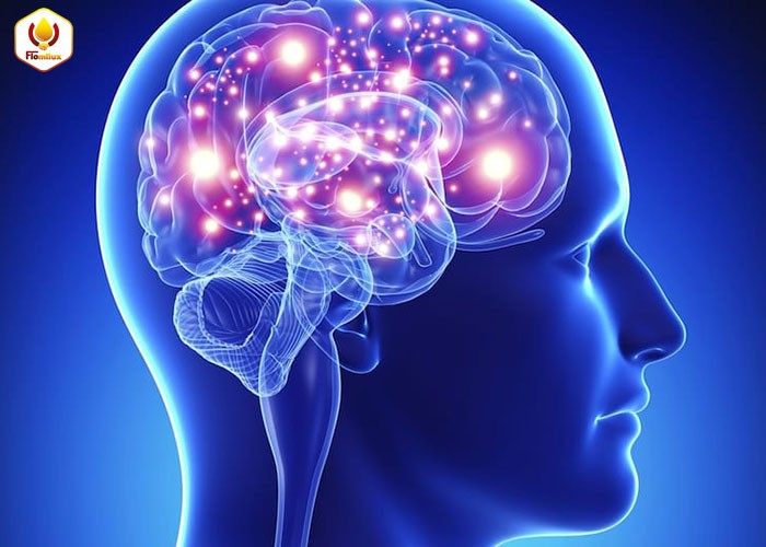 Tốt Cho Não Bộ, Trí Nhớ