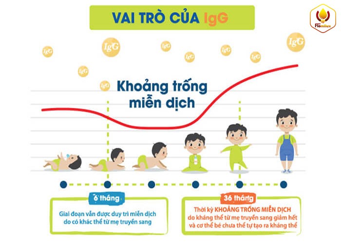 Vai Trò Của IGG