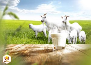 Sữa Dê Nào Tốt Nhất Hiện Nay