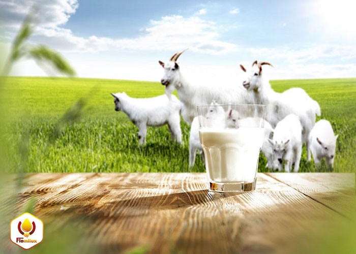 Sữa Dê Nào Tốt Nhất Hiện Nay